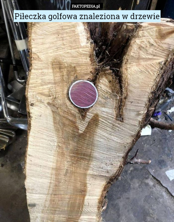 Piłeczka golfowa znaleziona w drzewie 