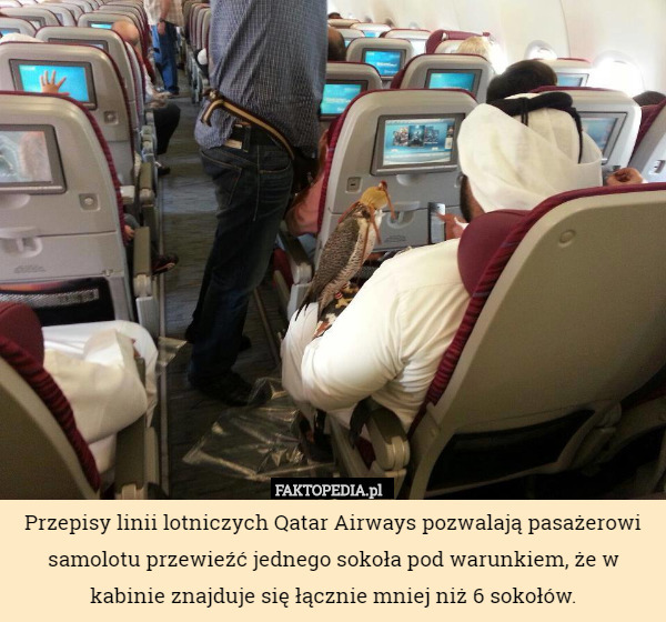 Przepisy linii lotniczych Qatar Airways pozwalają pasażerowi samolotu przewieźć jednego sokoła pod warunkiem, że w kabinie znajduje się łącznie mniej niż 6 sokołów. 