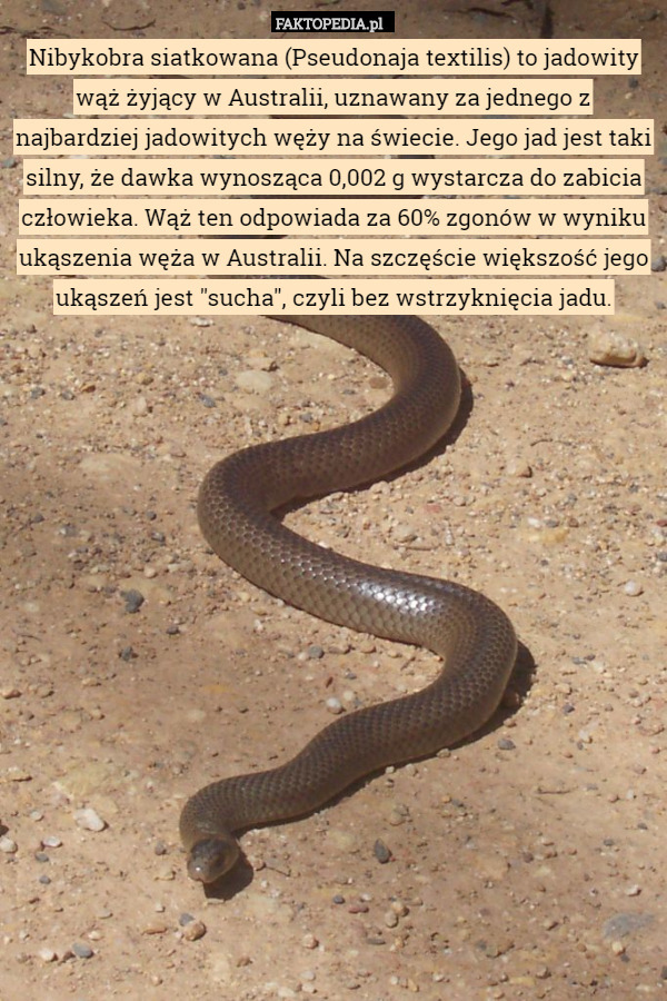 Nibykobra siatkowana (Pseudonaja textilis) to jadowity wąż żyjący w Australii, uznawany za jednego z najbardziej jadowitych węży na świecie. Jego jad jest taki silny, że dawka wynosząca 0,002 g wystarcza do zabicia człowieka. Wąż ten odpowiada za 60% zgonów w wyniku ukąszenia węża w Australii. Na szczęście większość jego ukąszeń jest "sucha", czyli bez wstrzyknięcia jadu. 
