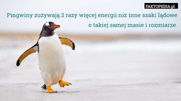 Pingwiny zużywają 2 razy więcej energii niż inne ssaki lądowe o takiej samej masie i rozmiarze. 