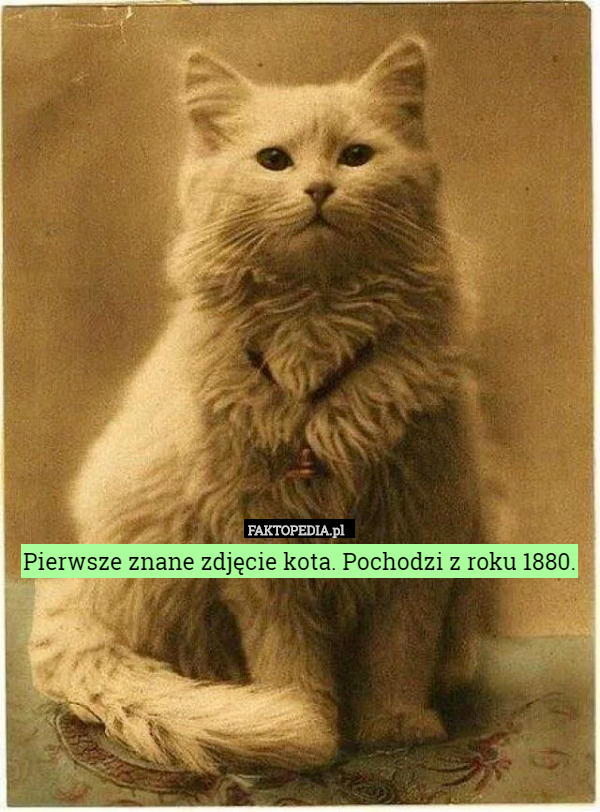 Pierwsze znane zdjęcie kota. Pochodzi z roku 1880. 