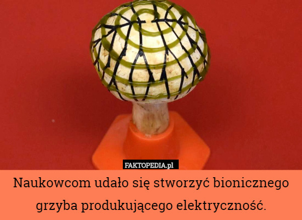 Naukowcom udało się stworzyć bionicznego grzyba produkującego elektryczność. 