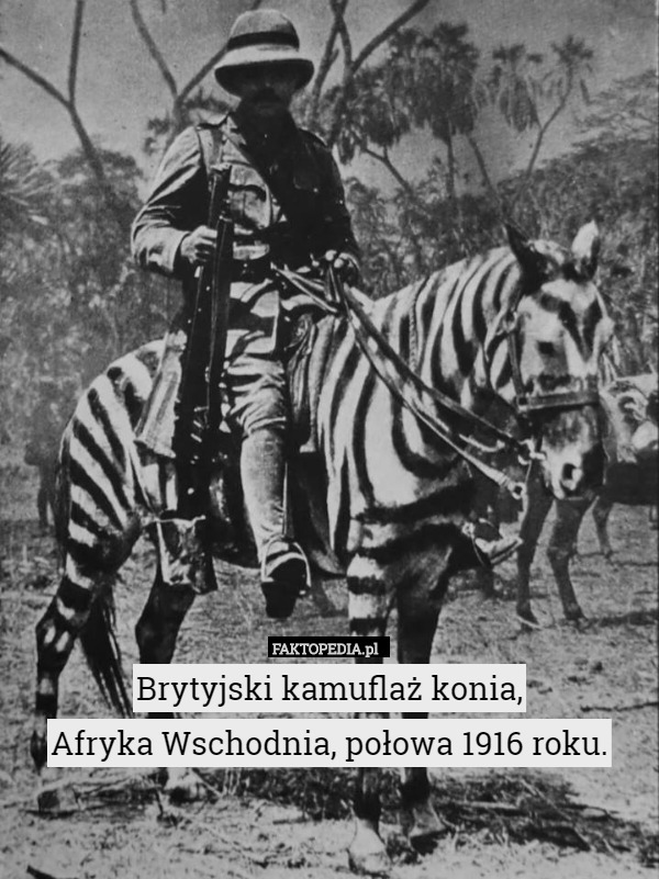 Brytyjski kamuflaż konia,
 Afryka Wschodnia, połowa 1916 roku. 