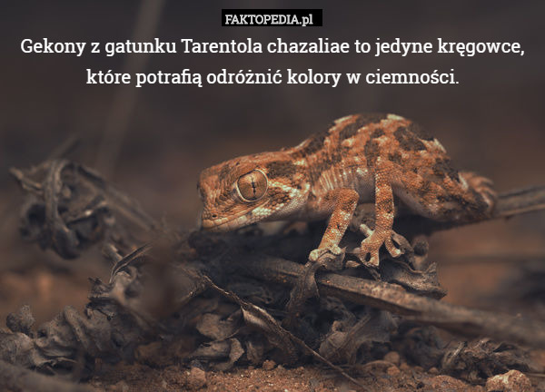 Gekony z gatunku Tarentola chazaliae to jedyne kręgowce, które potrafią odróżnić kolory w ciemności. 
