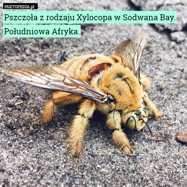 Pszczoła z rodzaju Xylocopa w Sodwana Bay. Południowa Afryka. 