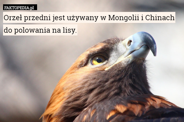 Orzeł przedni jest używany w Mongolii i Chinach do polowania na lisy. 