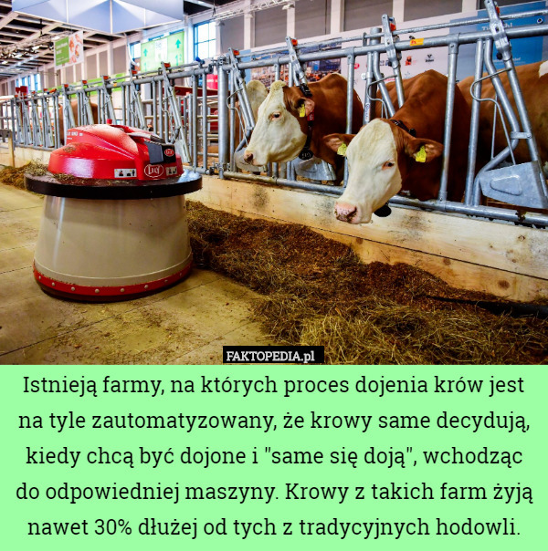 Istnieją farmy, na których proces dojenia krów jest na tyle zautomatyzowany, że krowy same decydują, kiedy chcą być dojone i "same się doją", wchodząc do odpowiedniej maszyny. Krowy z takich farm żyją nawet 30% dłużej od tych z tradycyjnych hodowli. 