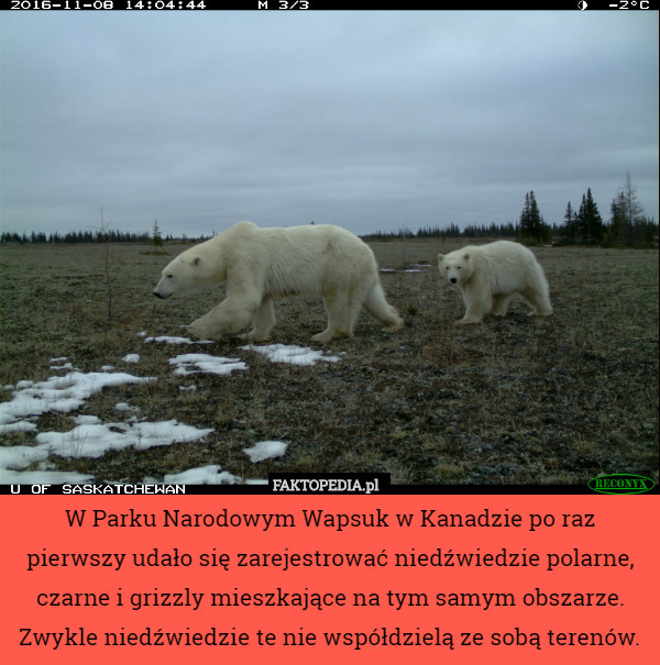 W Parku Narodowym Wapsuk w Kanadzie po raz pierwszy udało się zarejestrować niedźwiedzie polarne, czarne i grizzly mieszkające na tym samym obszarze. Zwykle niedźwiedzie te nie współdzielą ze sobą terenów. 