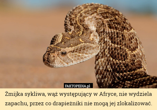 Żmijka sykliwa, wąż występujący w Afryce, nie wydziela zapachu, przez co drapieżniki nie mogą jej zlokalizować. 