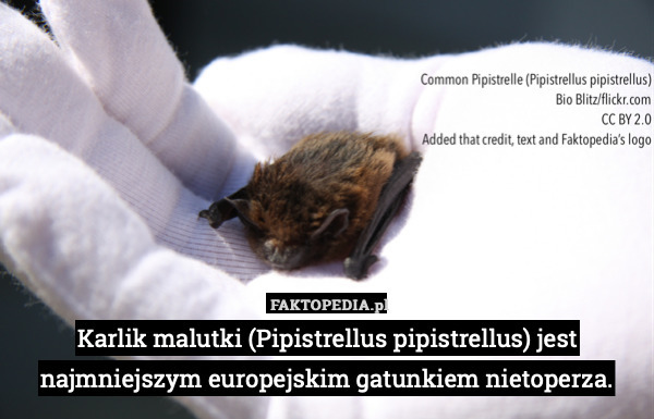 Karlik malutki (Pipistrellus pipistrellus) jest najmniejszym europejskim gatunkiem nietoperza. 