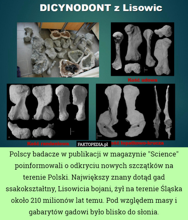 Polscy badacze w publikacji w magazynie "Science" poinformowali o odkryciu nowych szczątków na terenie Polski. Największy znany dotąd gad ssakokształtny, Lisowicia bojani, żył na terenie Śląska około 210 milionów lat temu. Pod względem masy i gabarytów gadowi było blisko do słonia. 
