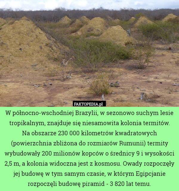 W północno-wschodniej Brazylii, w sezonowo suchym lesie tropikalnym, znajduje się niesamowita kolonia termitów.
 Na obszarze 230 000 kilometrów kwadratowych (powierzchnia zbliżona do rozmiarów Rumunii) termity wybudowały 200 milionów kopców o średnicy 9 i wysokości 2,5 m, a kolonia widoczna jest z kosmosu. Owady rozpoczęły jej budowę w tym samym czasie, w którym Egipcjanie rozpoczęli budowę piramid - 3 820 lat temu. 