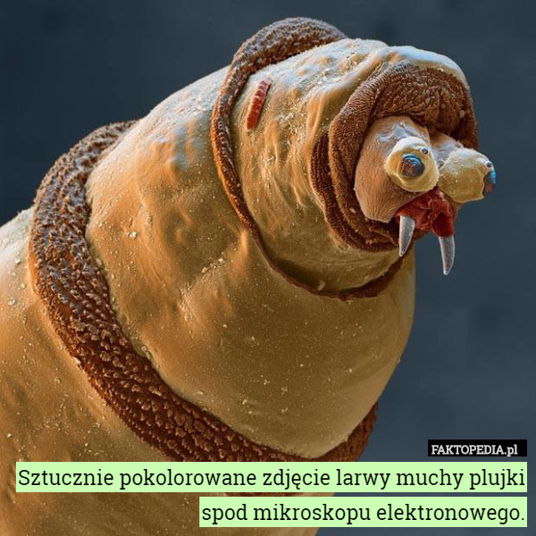 Sztucznie pokolorowane zdjęcie larwy muchy plujki spod mikroskopu elektronowego. 