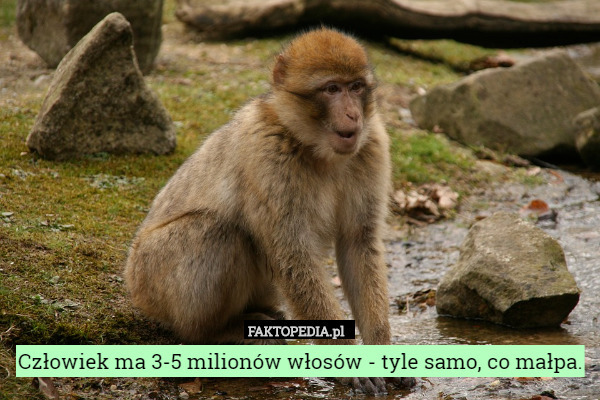 Człowiek ma 3-5 milionów włosów - tyle samo, co małpa. 