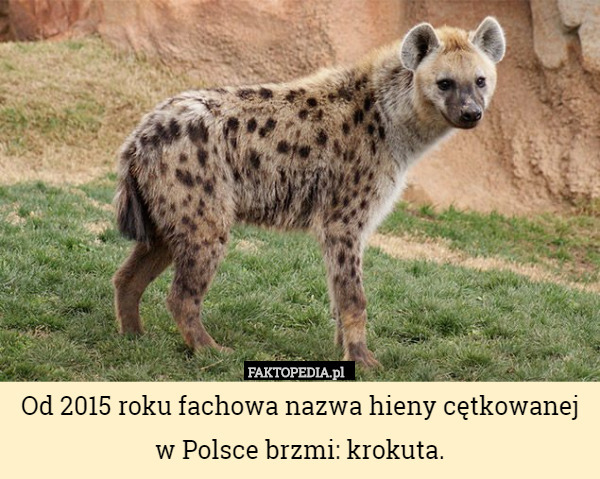 Od 2015 roku fachowa nazwa hieny cętkowanej
w Polsce brzmi: krokuta. 