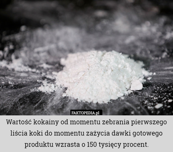Wartość kokainy od momentu zebrania pierwszego liścia koki do momentu zażycia dawki gotowego produktu wzrasta o 150 tysięcy procent. 