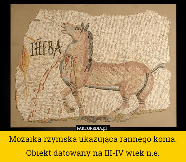 Mozaika rzymska ukazująca rannego konia. Obiekt datowany na III-IV wiek n.e. 