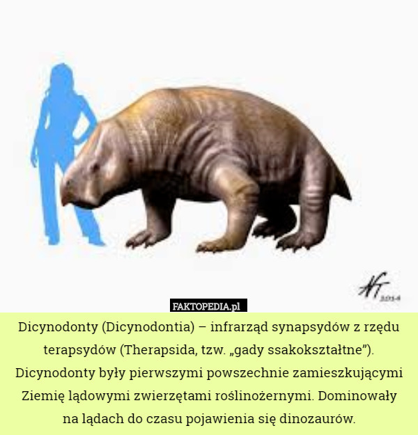 Dicynodonty (Dicynodontia) – infrarząd synapsydów z rzędu terapsydów (Therapsida, tzw. „gady ssakokształtne”). Dicynodonty były pierwszymi powszechnie zamieszkującymi Ziemię lądowymi zwierzętami roślinożernymi. Dominowały
 na lądach do czasu pojawienia się dinozaurów. 