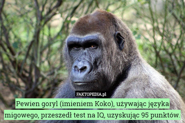 Pewien goryl (imieniem Koko), używając języka migowego, przeszedł test na IQ, uzyskując 95 punktów. 