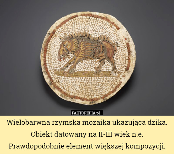 Wielobarwna rzymska mozaika ukazująca dzika. Obiekt datowany na II-III wiek n.e. Prawdopodobnie element większej kompozycji. 