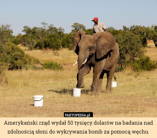 Amerykański rząd wydał 50 tysięcy dolarów na badania nad zdolnością słoni do wykrywania bomb za pomocą węchu. 