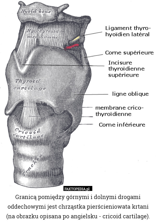 Granicą pomiędzy górnymi i dolnymi drogami oddechowymi jest chrząstka pierścieniowata krtani (na obrazku opisana po angielsku - cricoid cartilage). 
