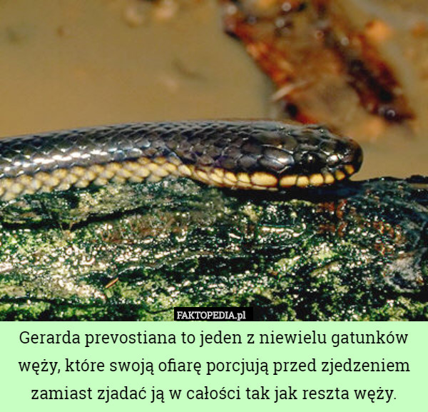 Gerarda prevostiana to jeden z niewielu gatunków węży, które swoją ofiarę porcjują przed zjedzeniem zamiast zjadać ją w całości tak jak reszta węży. 