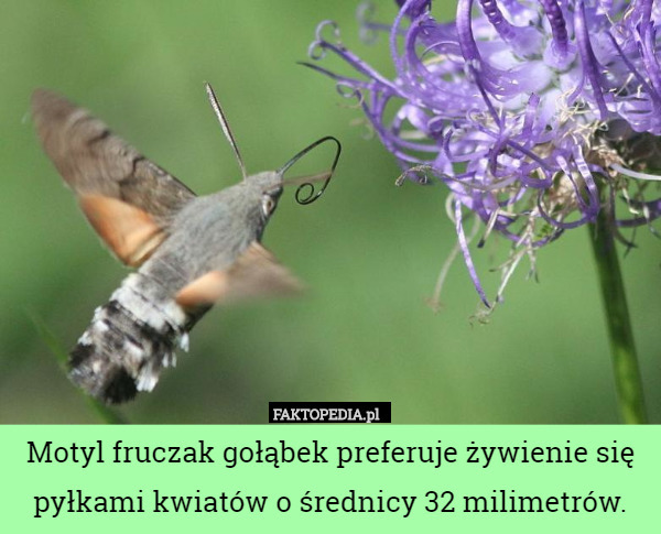 Motyl fruczak gołąbek preferuje żywienie się pyłkami kwiatów o średnicy 32 milimetrów. 