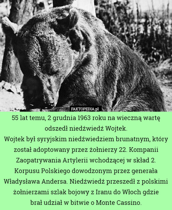 55 lat temu, 2 grudnia 1963 roku na wieczną wartę odszedł niedźwiedź Wojtek.
Wojtek był syryjskim niedźwiedziem brunatnym, który został adoptowany przez żołnierzy 22. Kompanii Zaopatrywania Artylerii wchodzącej w skład 2. Korpusu Polskiego dowodzonym przez generała Władysława Andersa. Niedźwiedź przeszedł z polskimi żołnierzami szlak bojowy z Iranu do Włoch gdzie
 brał udział w bitwie o Monte Cassino. 
