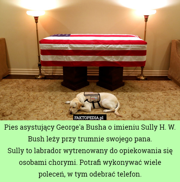 Pies asystujący George'a Busha o imieniu Sully H. W. Bush leży przy trumnie swojego pana.
Sully to labrador wytrenowany do opiekowania się osobami chorymi. Potrafi wykonywać wiele
 poleceń, w tym odebrać telefon. 