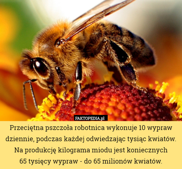 Przeciętna pszczoła robotnica wykonuje 10 wypraw dziennie, podczas każdej odwiedzając tysiąc kwiatów. Na produkcję kilograma miodu jest koniecznych
 65 tysięcy wypraw - do 65 milionów kwiatów. 