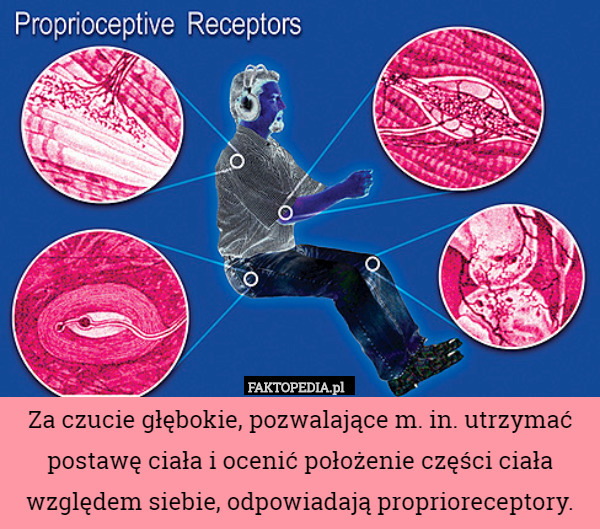 Za czucie głębokie, pozwalające m. in. utrzymać postawę ciała i ocenić położenie części ciała względem siebie, odpowiadają proprioreceptory. 