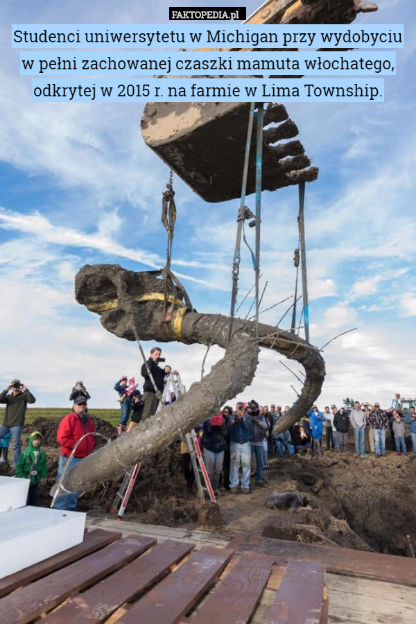 Studenci uniwersytetu w Michigan przy wydobyciu w pełni zachowanej czaszki mamuta włochatego, odkrytej w 2015 r. na farmie w Lima Township. 