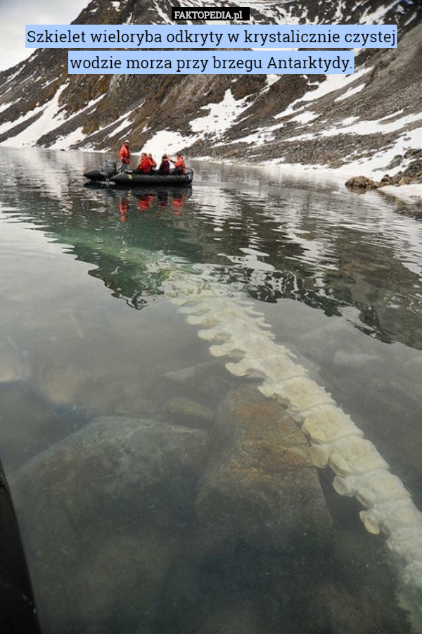 Szkielet wieloryba odkryty w krystalicznie czystej wodzie morza przy brzegu Antarktydy. 
