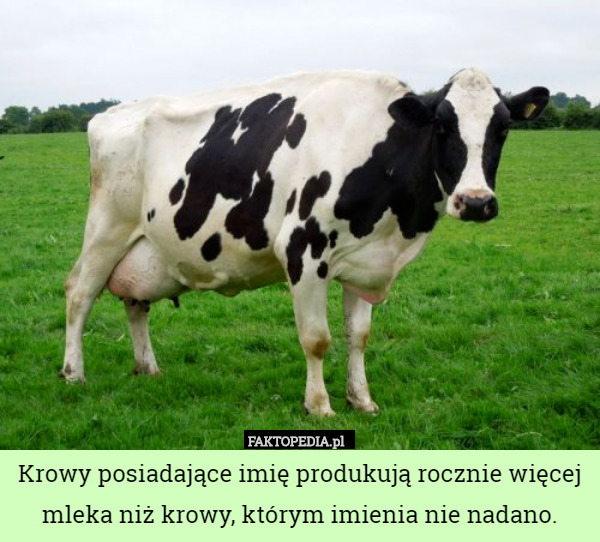 Krowy posiadające imię produkują rocznie więcej mleka niż krowy, którym imienia nie nadano. 