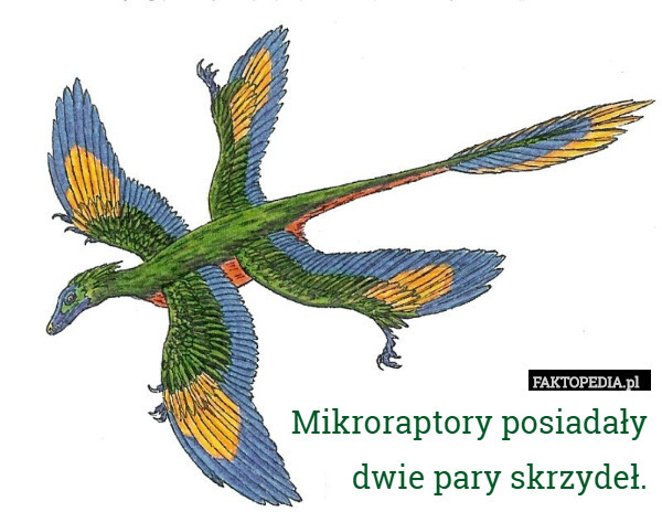 Mikroraptory posiadały
 dwie pary skrzydeł. 