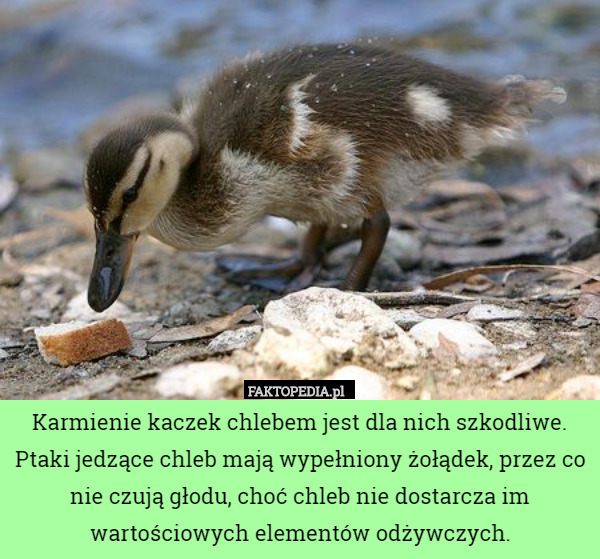 Karmienie kaczek chlebem jest dla nich szkodliwe. Ptaki jedzące chleb mają wypełniony żołądek, przez co nie czują głodu, choć chleb nie dostarcza im wartościowych elementów odżywczych. 