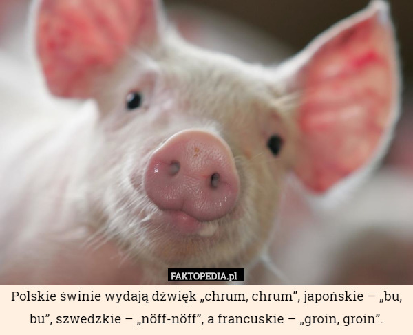 Polskie świnie wydają dźwięk „chrum, chrum”, japońskie – „bu, bu”, szwedzkie – „nöff-nöff”, a francuskie – „groin, groin”. 