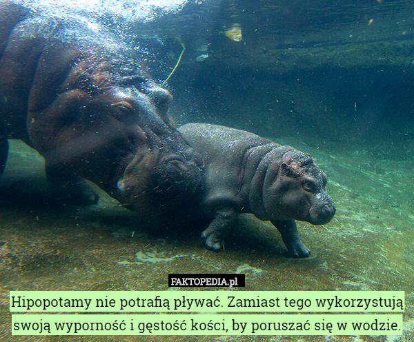 Hipopotamy nie potrafią pływać. Zamiast tego wykorzystują swoją wyporność i gęstość kości, by poruszać się w wodzie. 