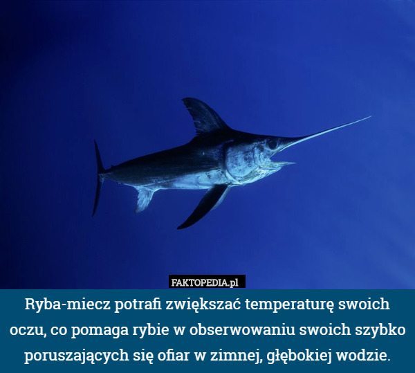Ryba-miecz potrafi zwiększać temperaturę swoich oczu, co pomaga rybie w obserwowaniu swoich szybko poruszających się ofiar w zimnej, głębokiej wodzie. 