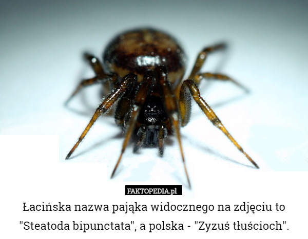 Łacińska nazwa pająka widocznego na zdjęciu to "Steatoda bipunctata", a polska - "Zyzuś tłuścioch". 