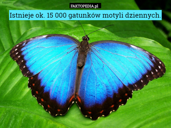 Istnieje ok. 15 000 gatunków motyli dziennych. 