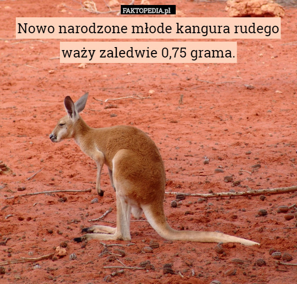 Nowo narodzone młode kangura rudego waży zaledwie 0,75 grama. 