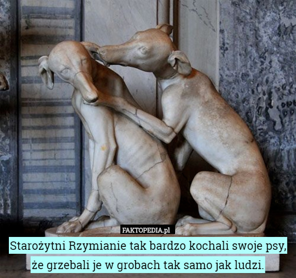 Starożytni Rzymianie tak bardzo kochali swoje psy, że grzebali je w grobach tak samo jak ludzi. 