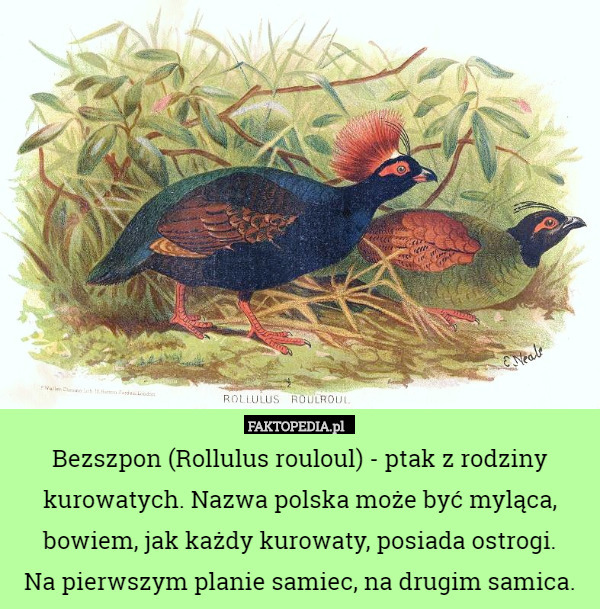 Bezszpon (Rollulus rouloul) - ptak z rodziny kurowatych. Nazwa polska może być myląca, bowiem, jak każdy kurowaty, posiada ostrogi.
 Na pierwszym planie samiec, na drugim samica. 
