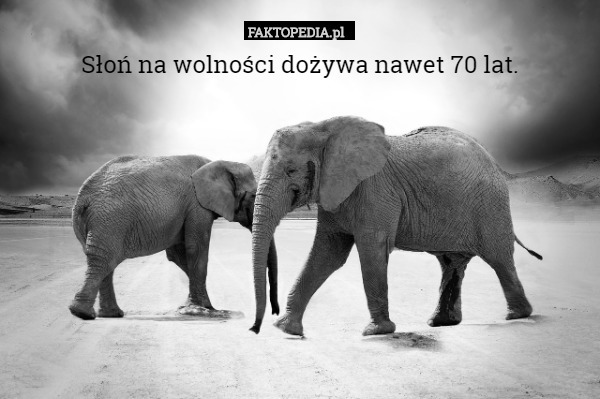 Słoń na wolności dożywa nawet 70 lat. 