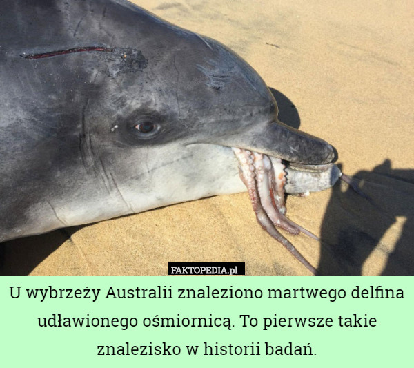 U wybrzeży Australii znaleziono martwego delfina udławionego ośmiornicą. To pierwsze takie znalezisko w historii badań. 
