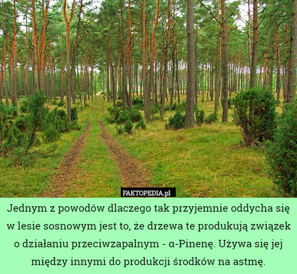 Jednym z powodów dlaczego tak przyjemnie oddycha się w lesie sosnowym jest to, że drzewa te produkują związek o działaniu przeciwzapalnym - α-Pinenę. Używa się jej między innymi do produkcji środków na astmę. 