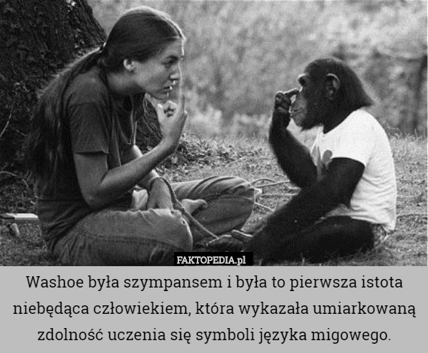 Washoe była szympansem i była to pierwsza istota niebędąca człowiekiem, która wykazała umiarkowaną zdolność uczenia się symboli języka migowego. 