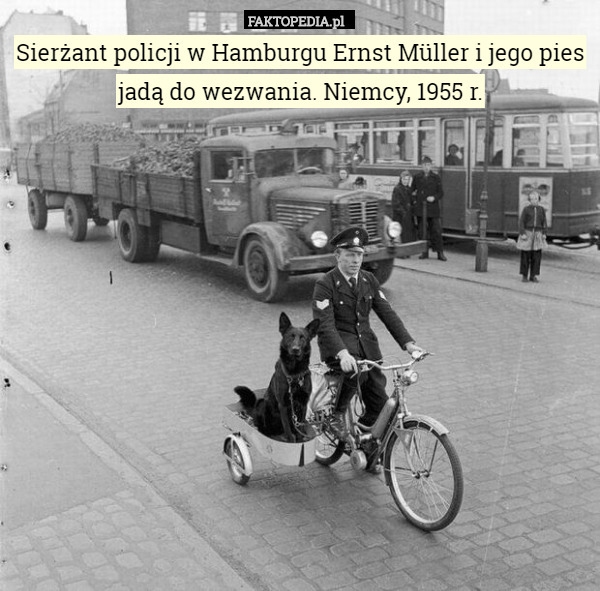 Sierżant policji w Hamburgu Ernst Müller i jego pies jadą do wezwania. Niemcy, 1955 r. 